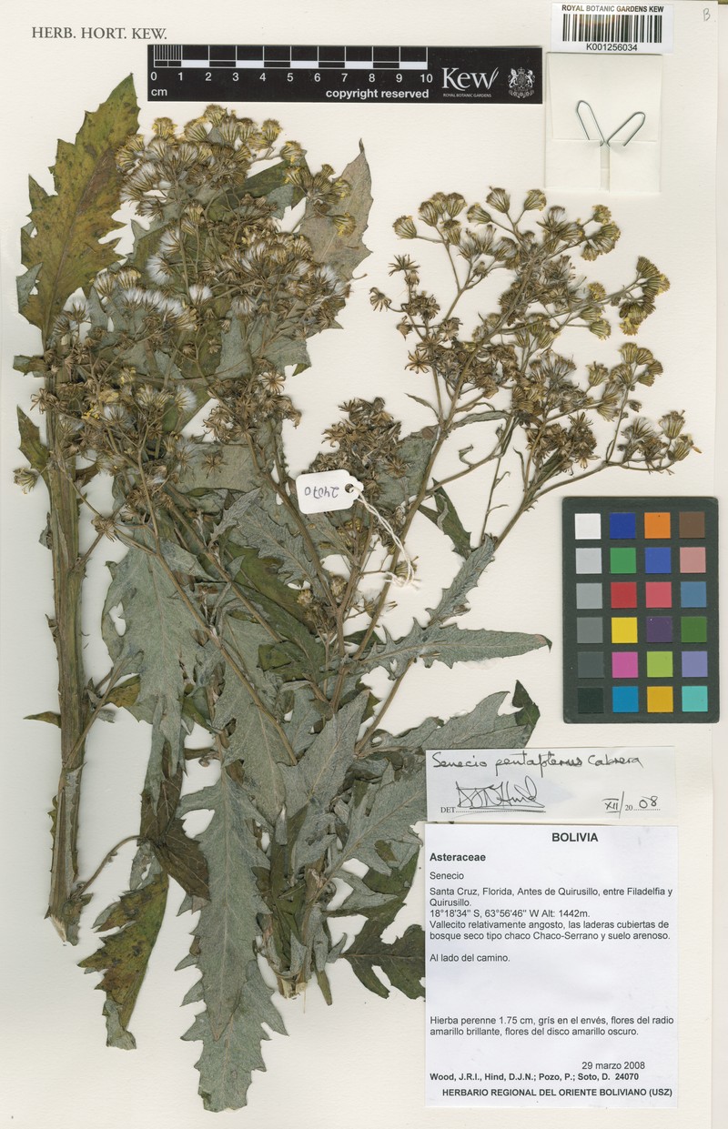 Senecio pentapterus