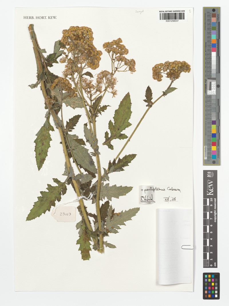 Senecio pentapterus photo 2
