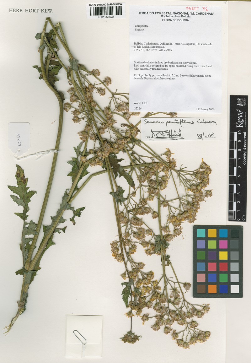 Senecio pentapterus photo 3