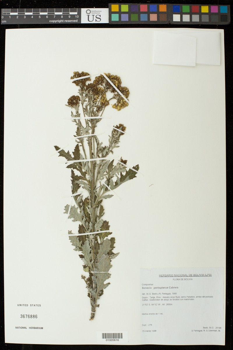 Senecio pentapterus photo 5