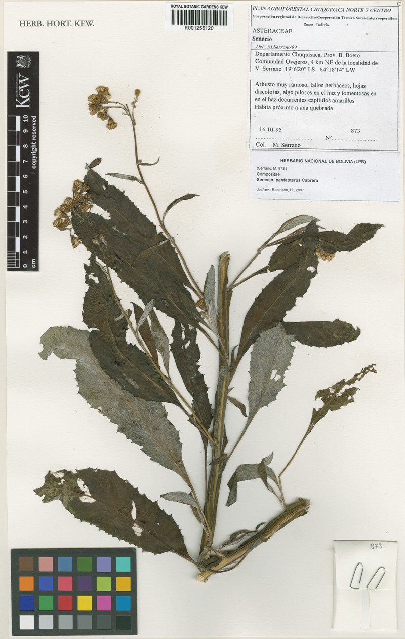 Senecio pentapterus photo 6