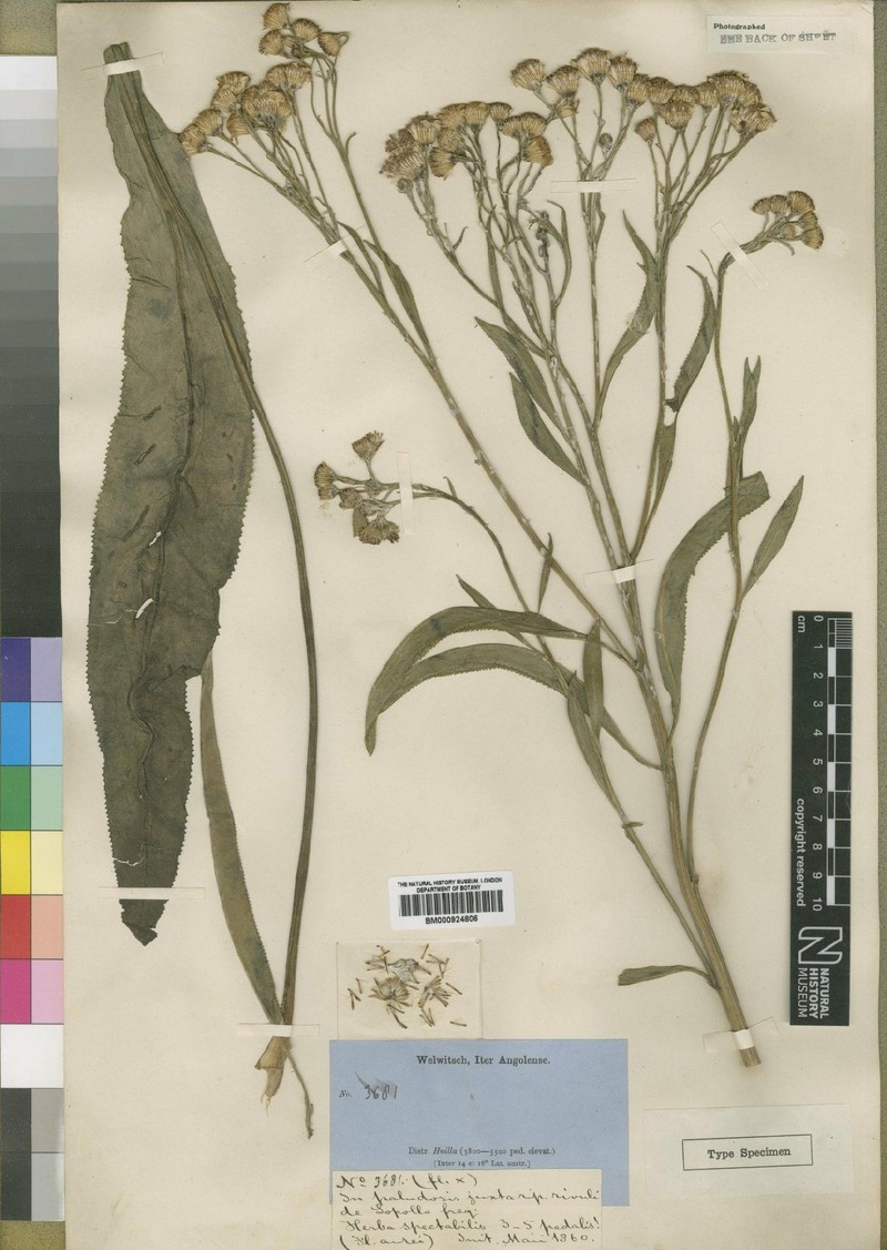 Senecio pentecostus