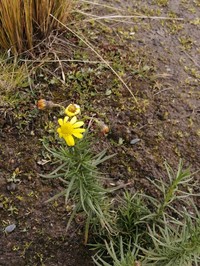 Senecio pentlandianus
