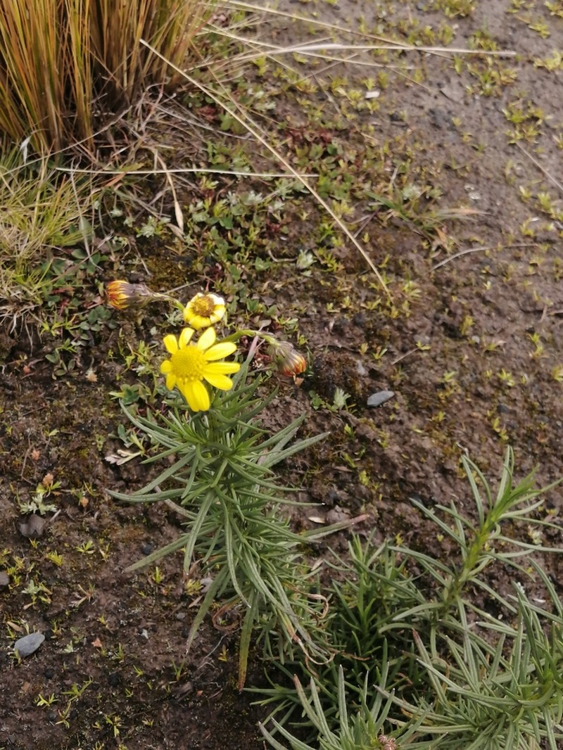 Senecio pentlandianus