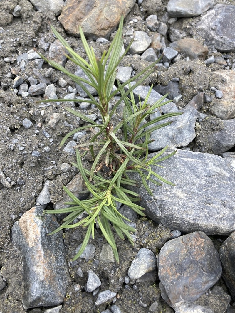 Senecio pentlandianus photo 2