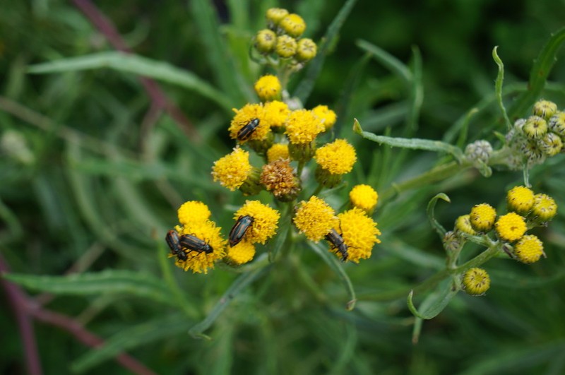 Senecio pentlandianus photo 3