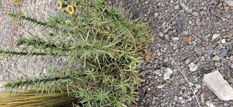 Senecio pentlandianus photo 4