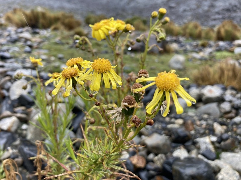 Senecio pentlandianus photo 5