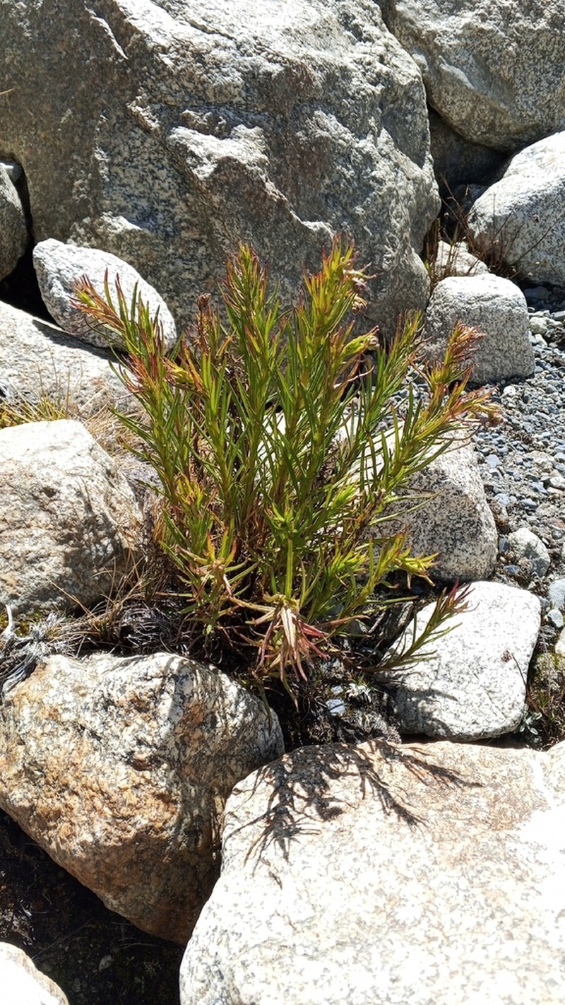 Senecio pentlandianus photo 6