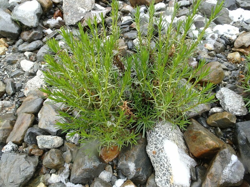 Senecio pentlandianus photo 8