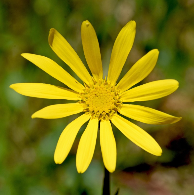 Senecio perezii