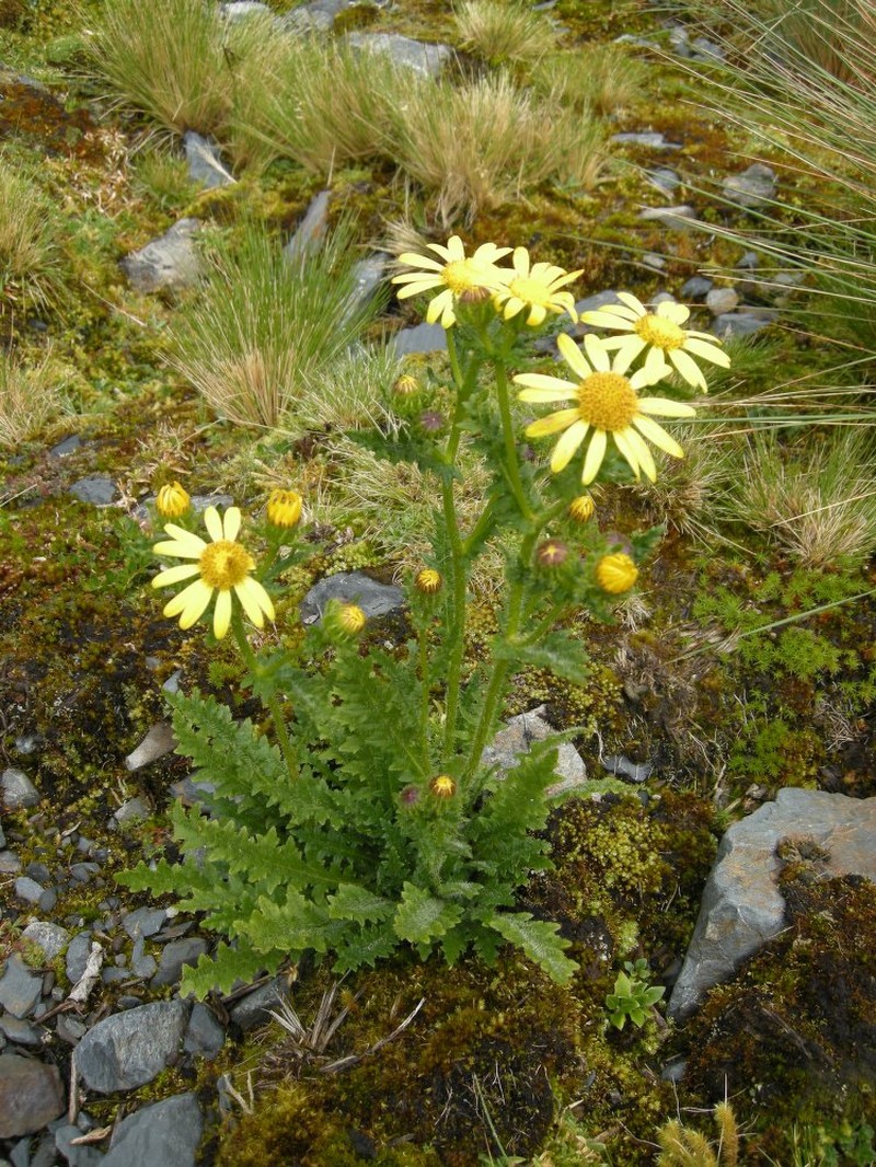 Senecio perezioides