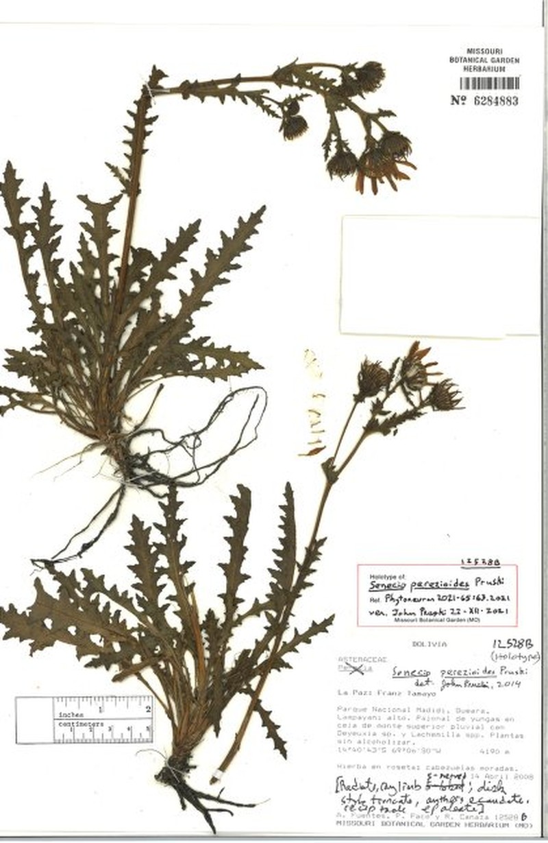 Senecio perezioides photo 2