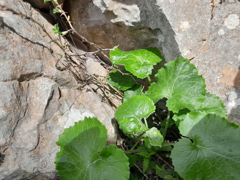 Senecio perralderianus
