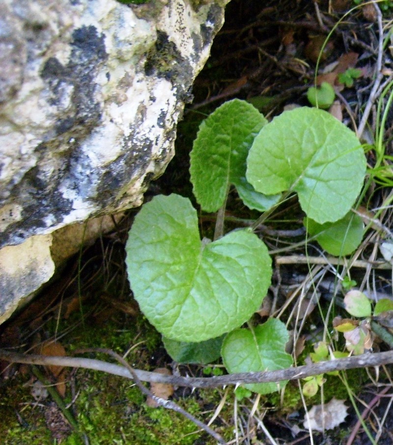Senecio perralderianus photo 2