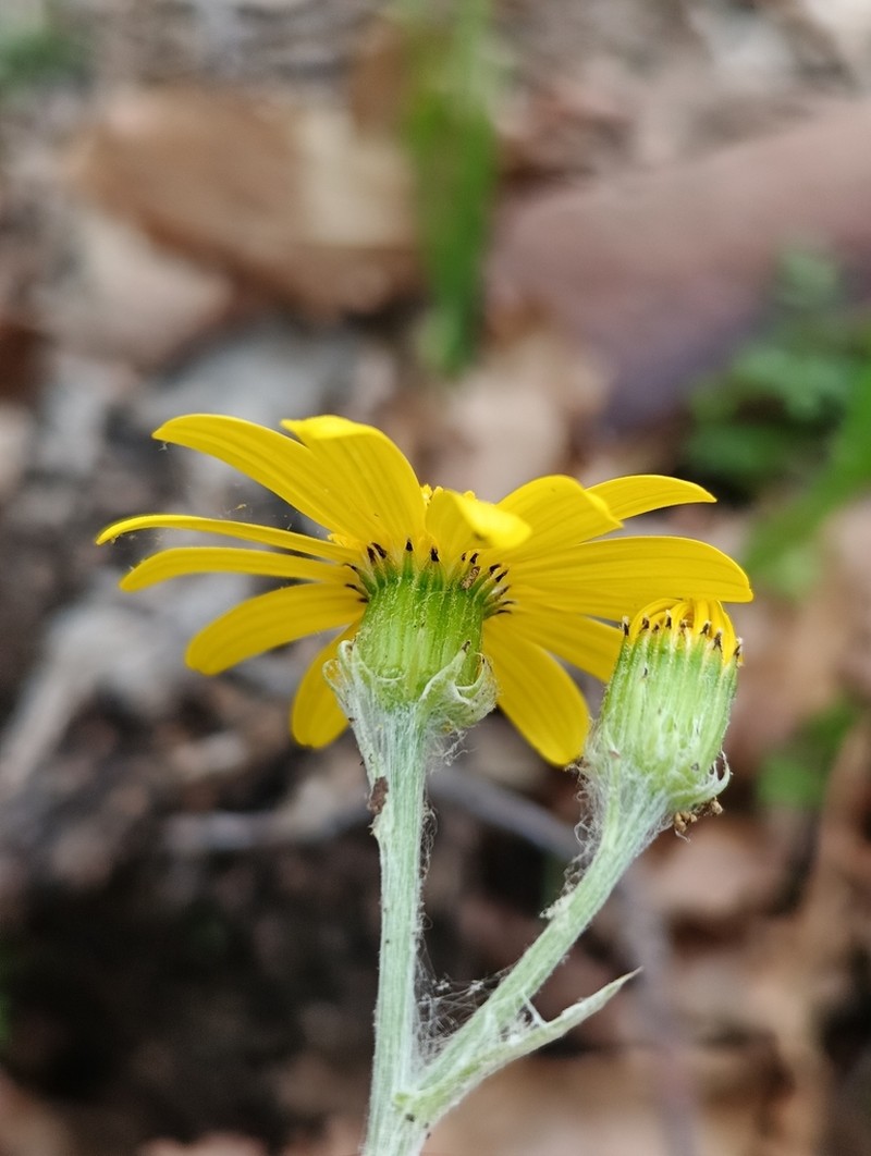 Senecio perralderianus photo 4