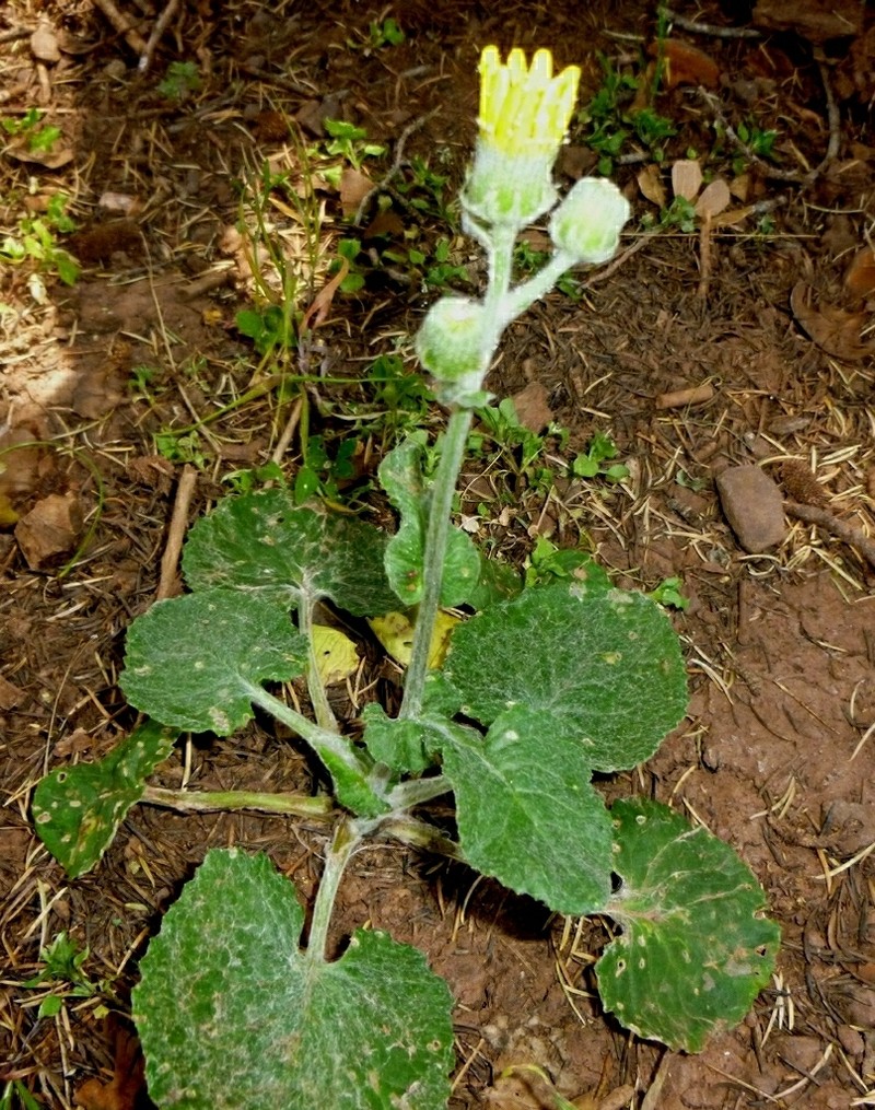 Senecio perralderianus photo 6
