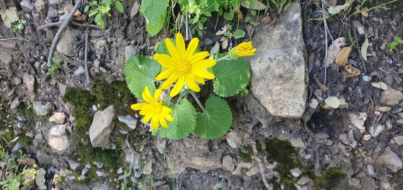 Senecio perralderianus photo 8