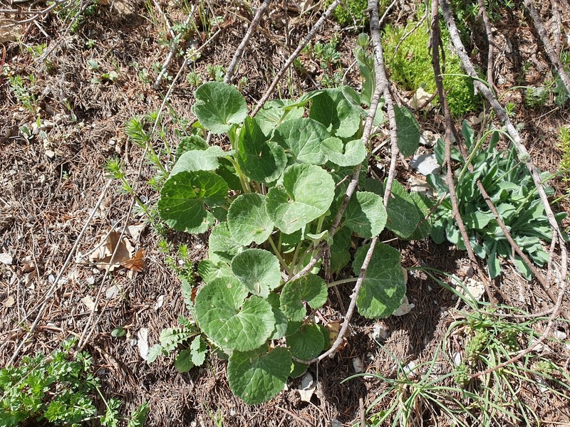 Senecio perralderianus subsp. perralderianus