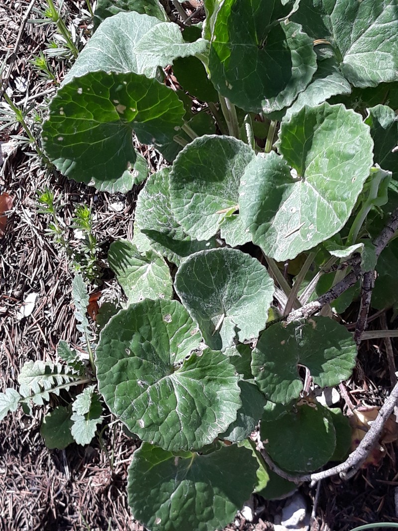 Senecio perralderianus subsp. perralderianus photo 2