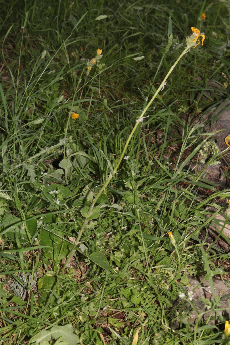 Senecio perralderianus subsp. perralderianus photo 3