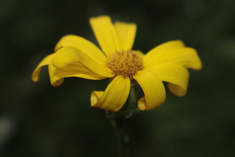 Senecio perralderianus subsp. perralderianus photo 4