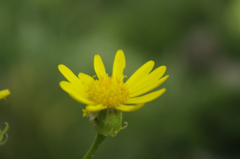 Senecio perralderianus subsp. perralderianus photo 5