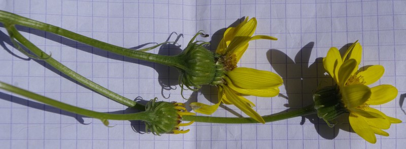 Senecio perralderianus subsp. perralderianus photo 6