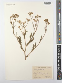 Senecio perrottetii