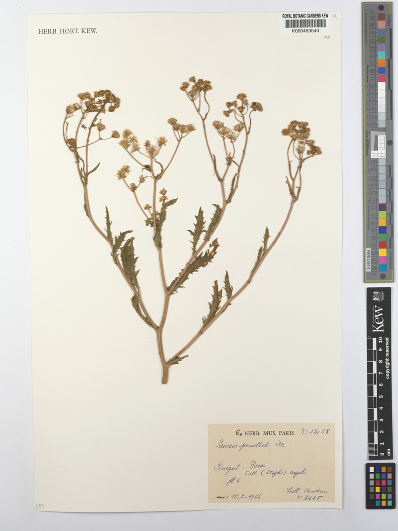Senecio perrottetii