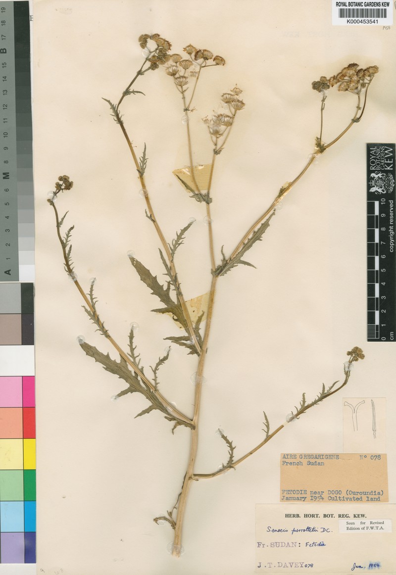 Senecio perrottetii photo 2