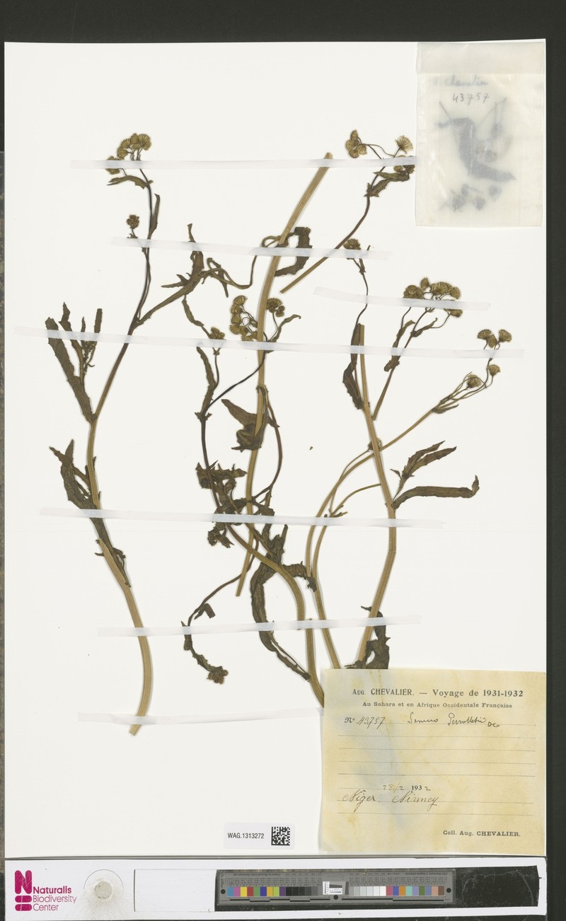 Senecio perrottetii photo 4