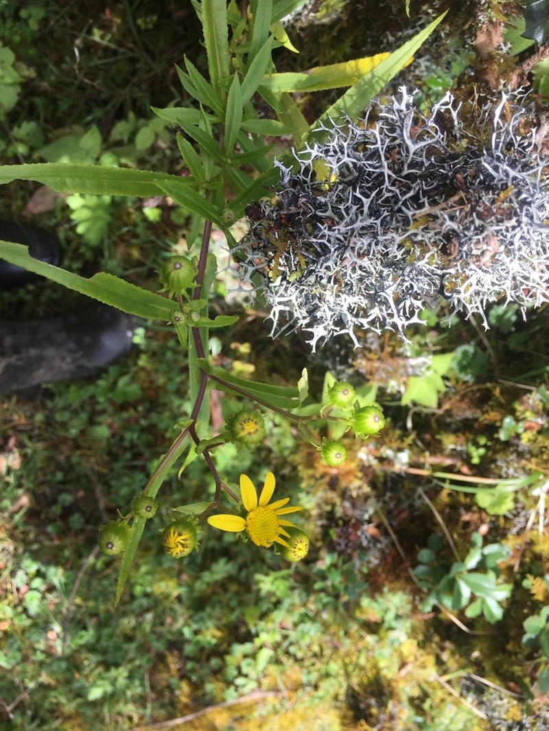 Senecio peruensis