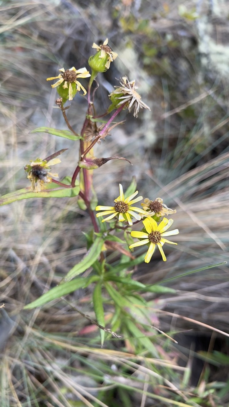 Senecio peruensis photo 2