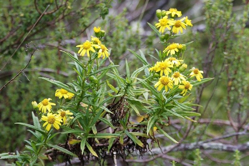 Senecio peruensis photo 4