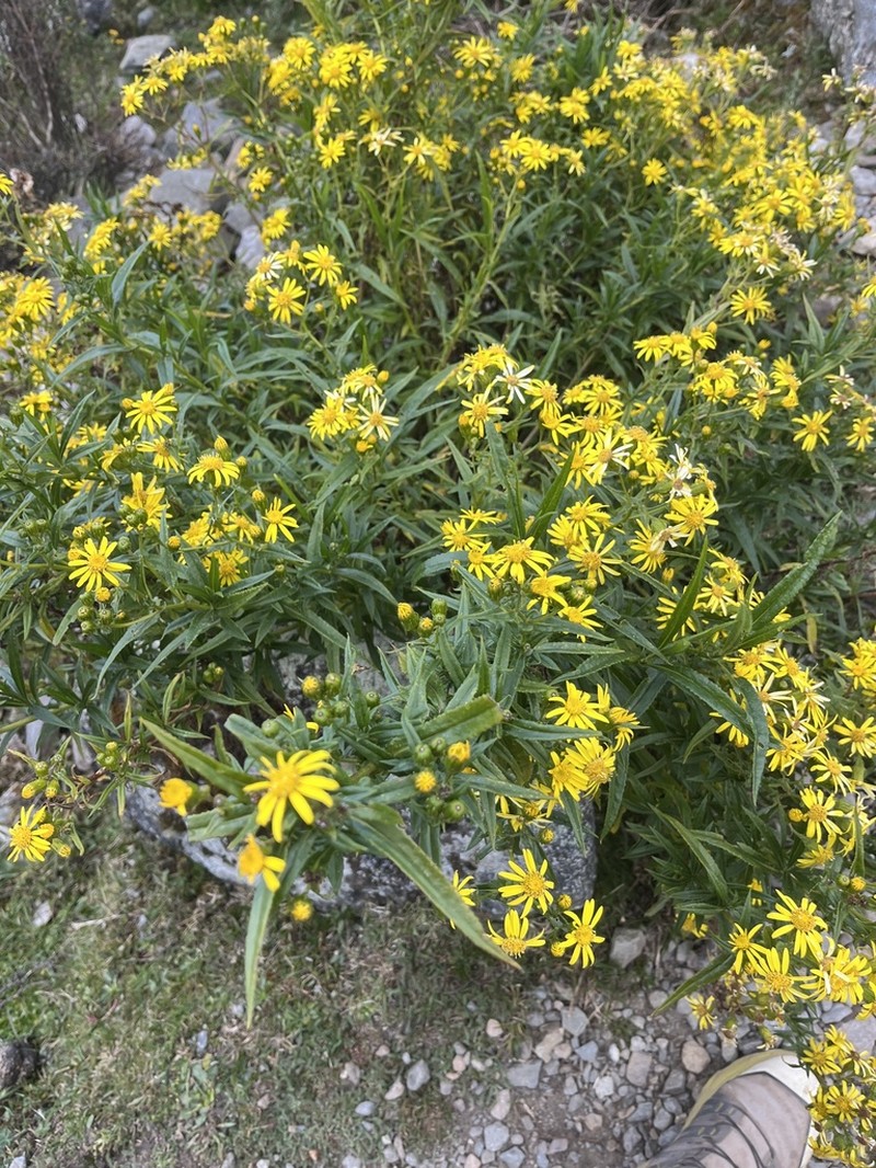 Senecio peruensis photo 5