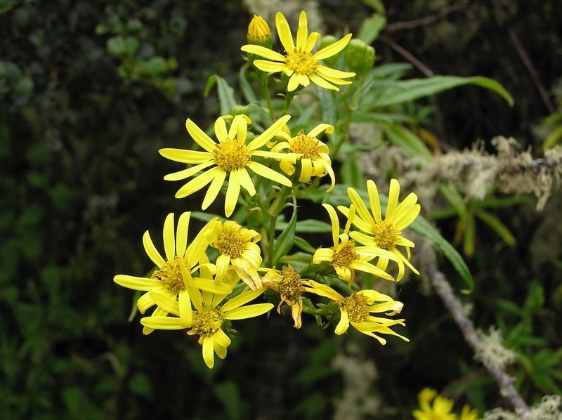 Senecio peruensis photo 7