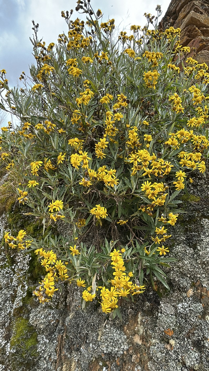 Senecio peruensis photo 8