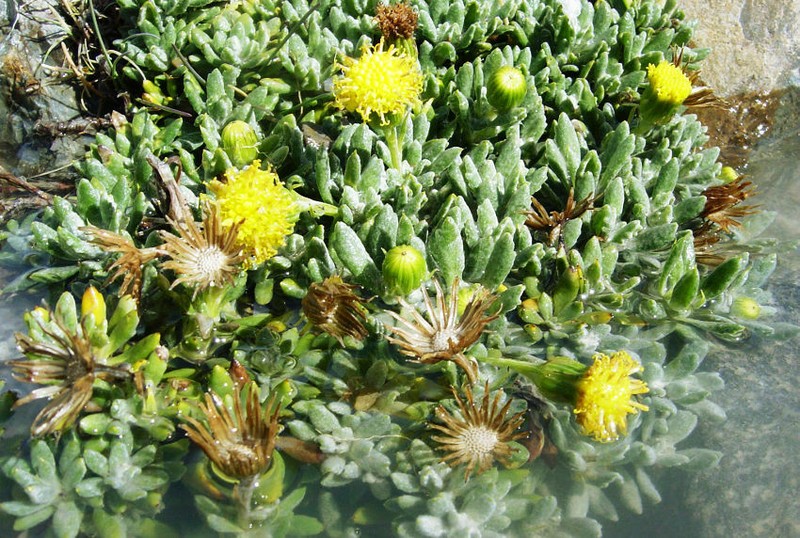 Senecio peteroanus