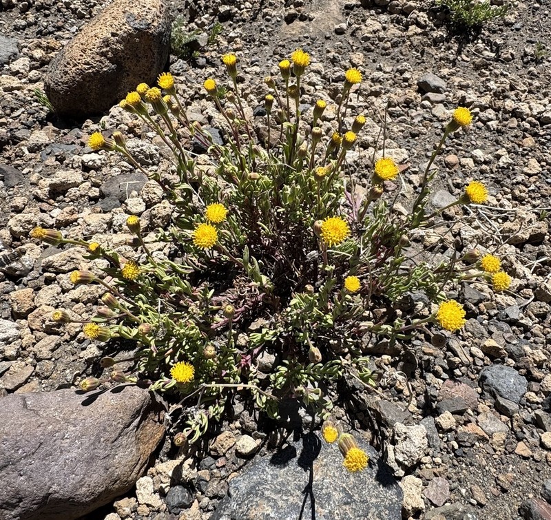 Senecio peteroanus photo 2