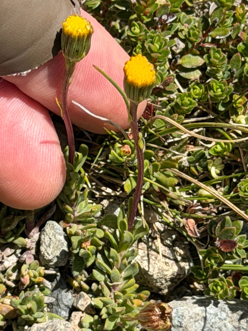 Senecio peteroanus photo 3