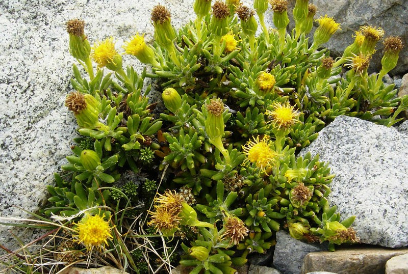 Senecio peteroanus photo 4