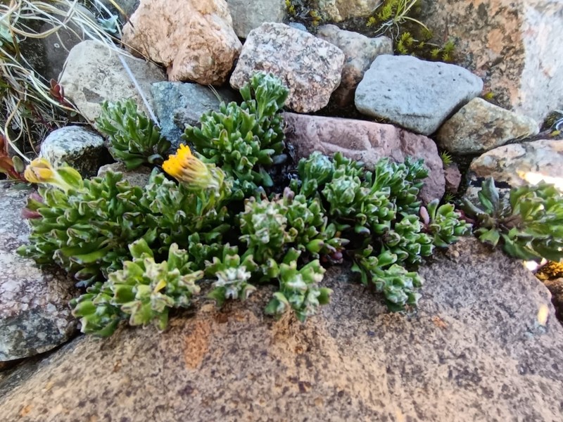 Senecio peteroanus photo 5