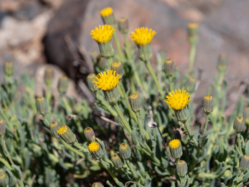 Senecio peteroanus photo 7