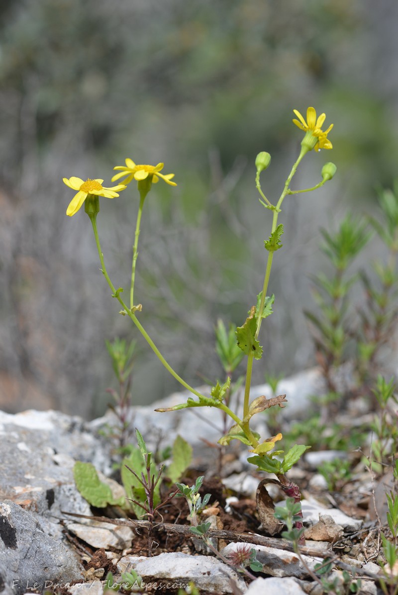 Senecio petraeus