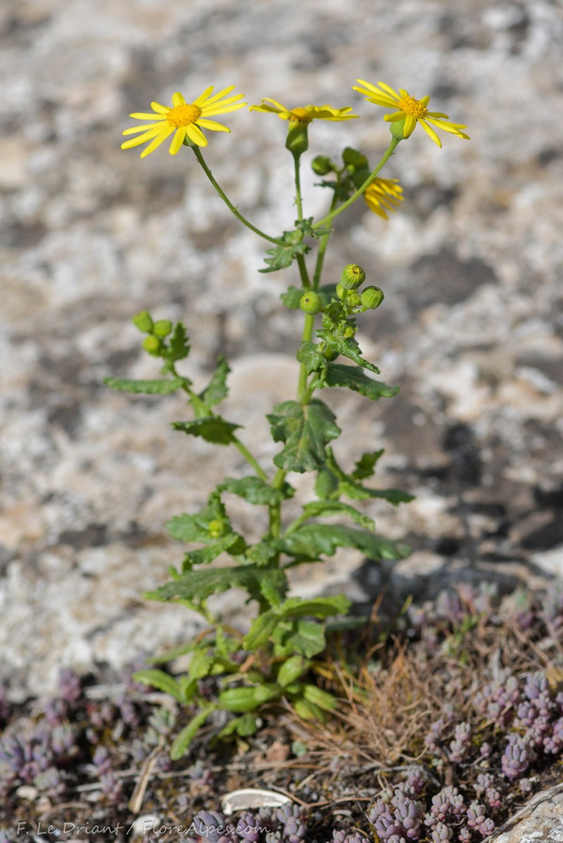Senecio petraeus photo 2