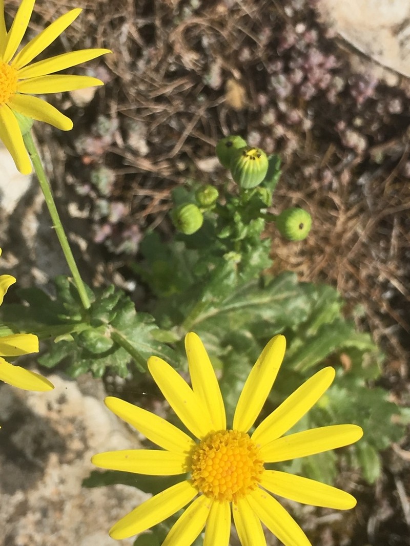 Senecio petraeus photo 3