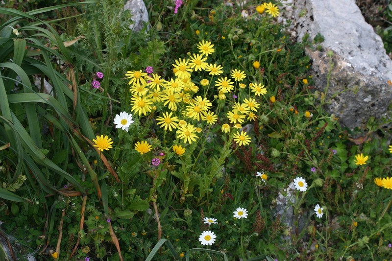 Senecio petraeus photo 4