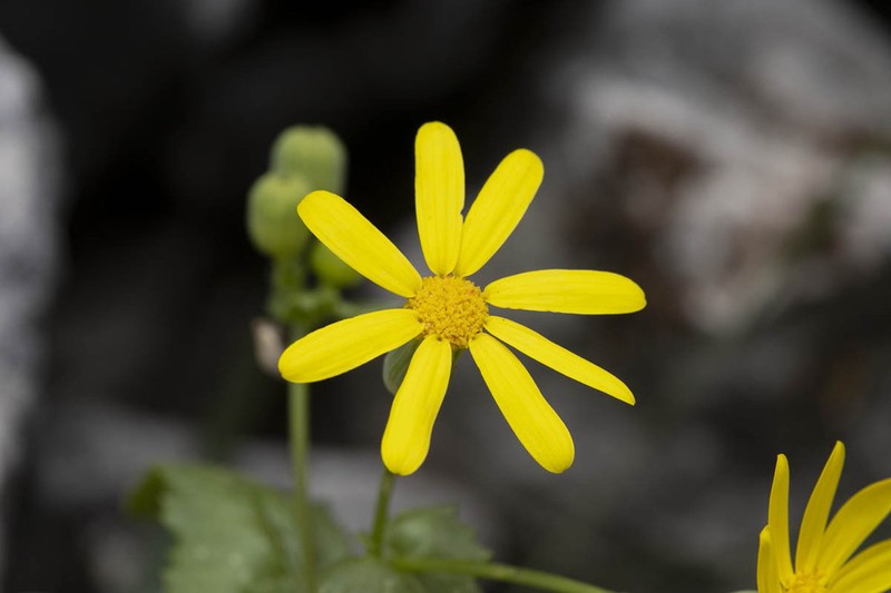Senecio petraeus photo 5