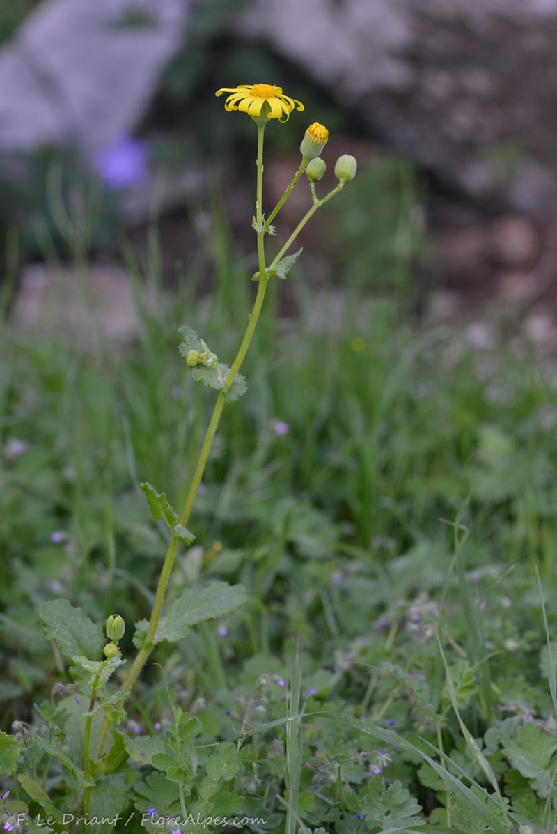 Senecio petraeus photo 6